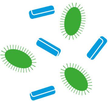 Che cosa sono i prebiotici e i probiotici?